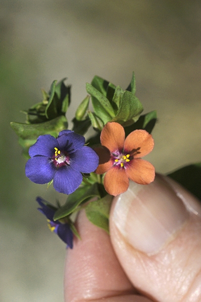 Blåmire och Rödmire, Lysimachia arvensis, Anagallis arvensis, Anagallis foemina