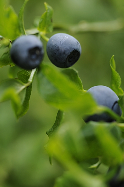 Blåbär, Vaccinium myrtillus