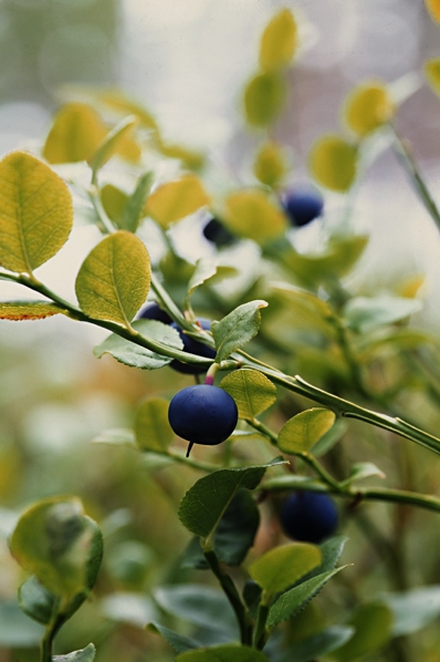 Blåbär, Vaccinium myrtillus