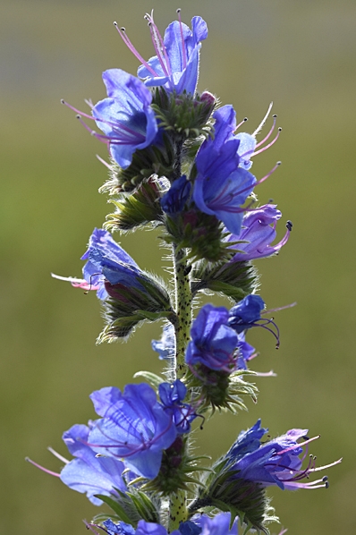 Blåeld, Echium vulgare