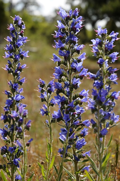 Blåeld, Echium vulgare