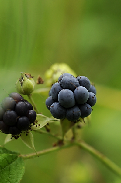 Blåhallon, Rubus caesius, Salmbär