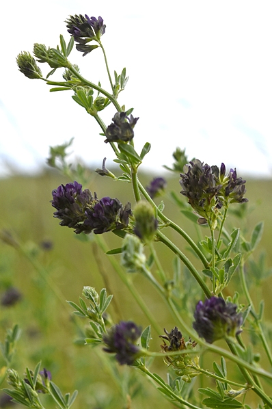 Blålusern, Medicago sativa ssp. sativa, alfalfa