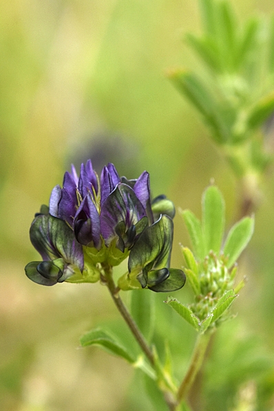 Blålusern, Medicago sativa ssp. sativa, alfalfa