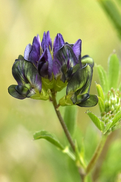 Blålusern, Medicago sativa ssp. sativa, alfalfa, lusern