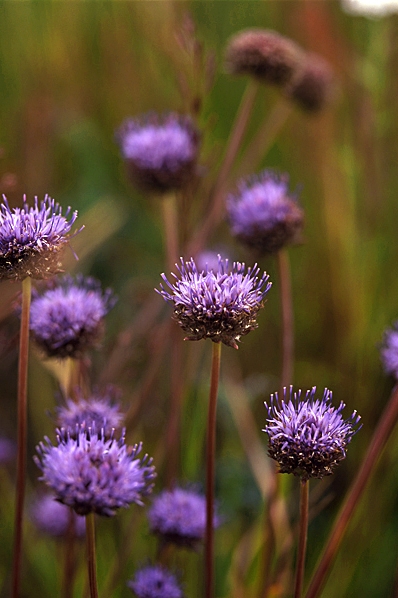 Blåmunkar, Jasione montana