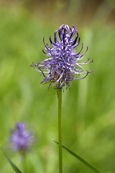 Blårapunkel, Phyteuma nigrum, Rapunkel