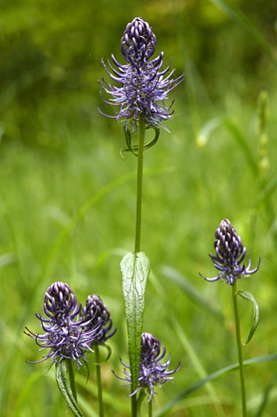 Blårapunkel, Phyteuma nigrum, Rapunkel