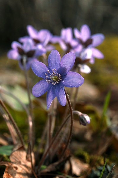 Blåsippa, Hepatica nobilis