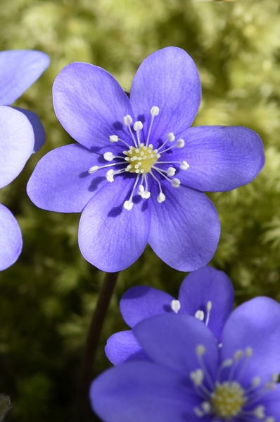 Blåsippa, Hepatica nobilis