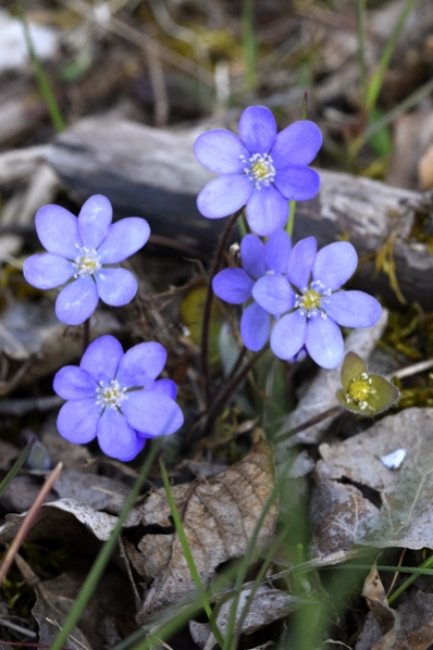 Blåsippa, Hepatica nobilis