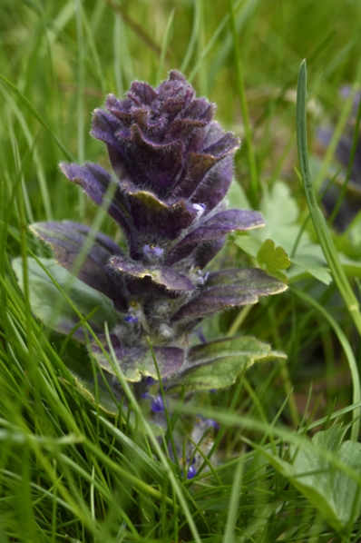 Blåsuga, Ajuga pyramidalis