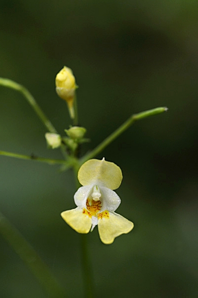 Blekbalsamin, Impatiens parviflora