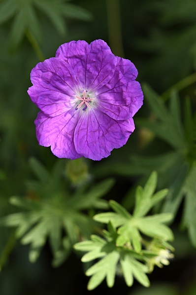 Blodnäva, Geranium sanguineum