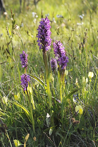 Blodnycklar, Dactylorhiza incarnata var. cruenta