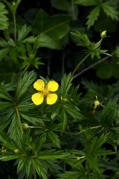Blodrot, Potentilla erecta