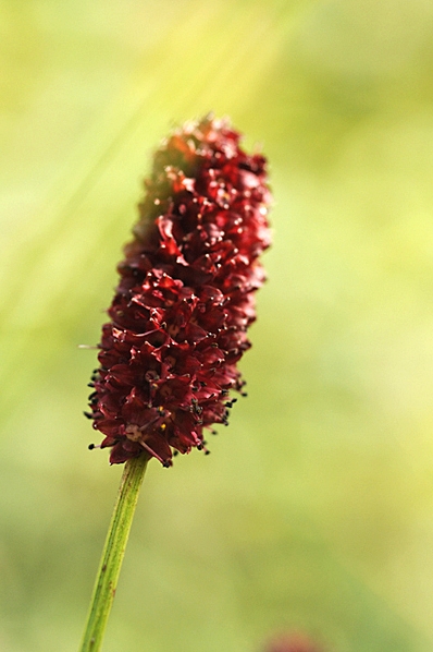 Blodtopp, Sanguisorba officinalis