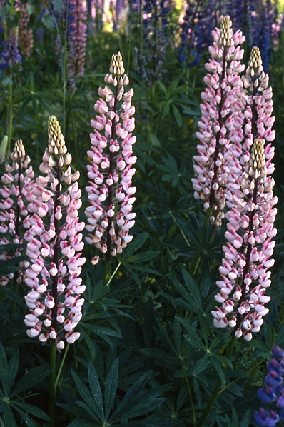 Blomsterlupin, Lupinus polyphyllus, lupin, lupiner