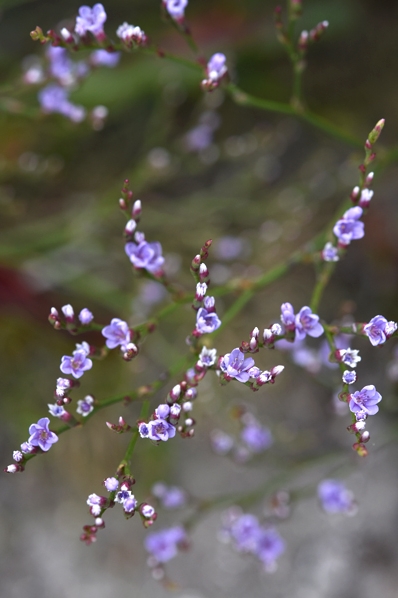 Bohusmarrisp, Limonium humile