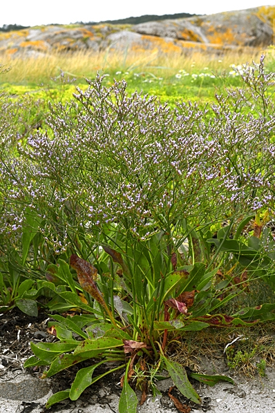 Bohusmarrisp, Limonium humile