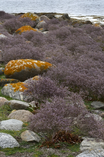 bohusmarrisp, Limonium humile, saltö