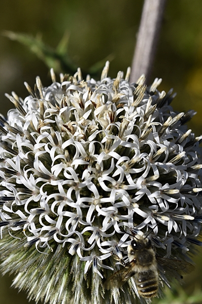Bolltistel, Echinops sphaerocephalus