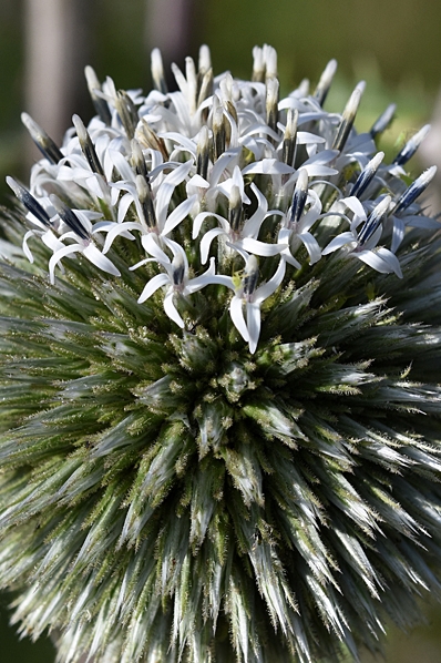 Bolltistel, Echinops sphaerocephalus