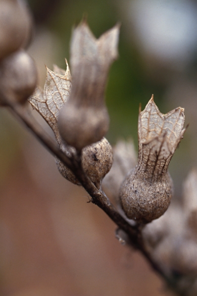 Bolmört, Hyoscyamus niger