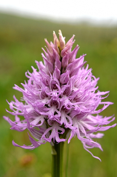 Borstnycklar, Orchis italica