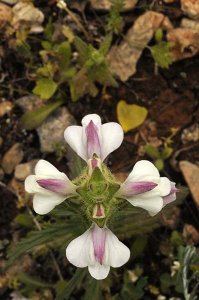 Brokax, Bellardia trixago