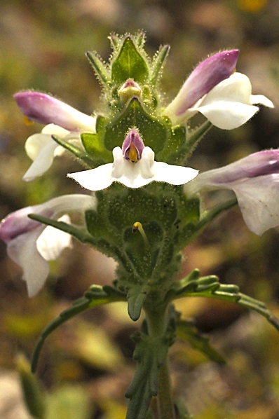 Brokax, Bellardia trixago