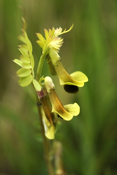 Brokvicker, Vicia melanops