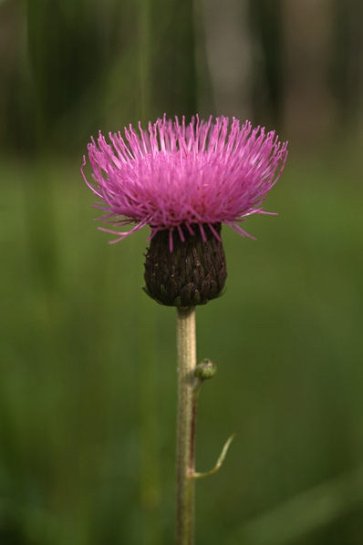 Brudborste, Cirsium heterophyllum, Cirsium helenioides, borsttistel