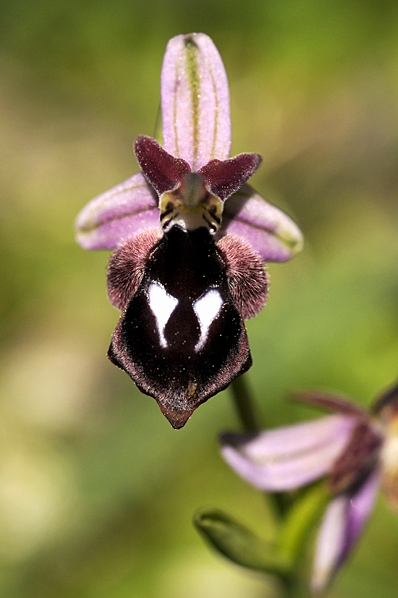 Brunvit ofrys, Ophrys reinholdii