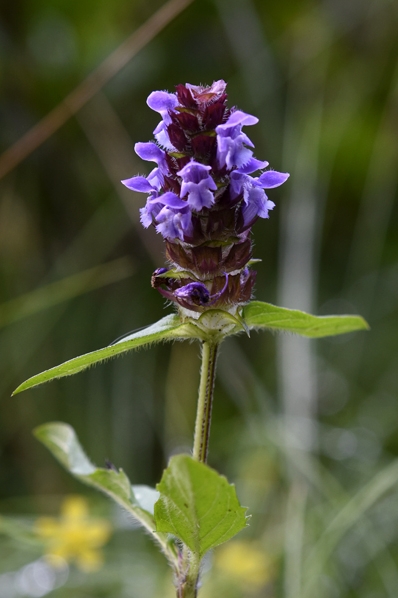 Brunört, Prunella vulgaris