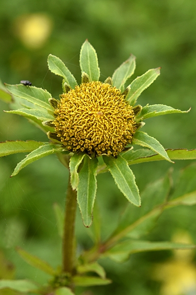 Brunskära, Bidens tripartita
