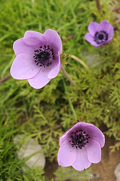 Bukettanemon, Anemone coronaria, anemon