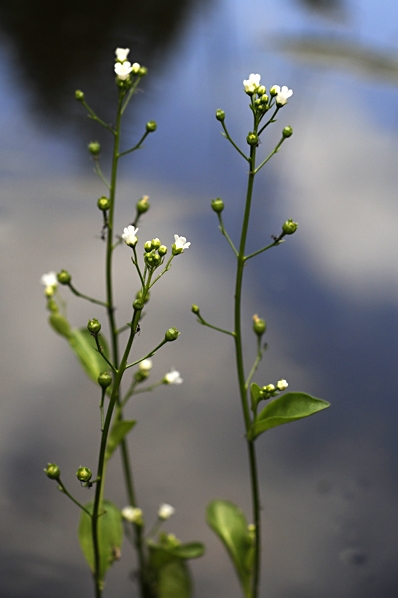 Bunge, Samolus valerandi