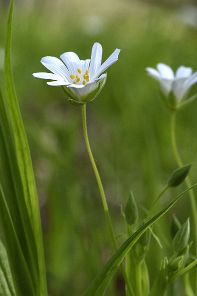 Buskstjärnblomma, Stellaria holostea