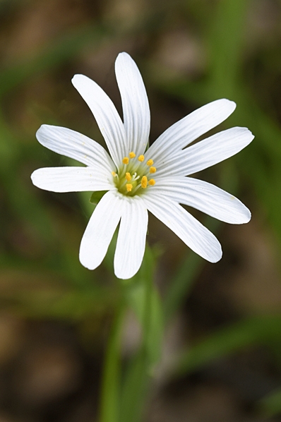 Buskstjärnblomma, Stellaria holostea