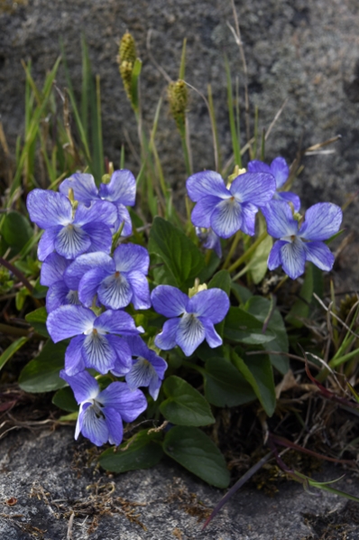Buskviol, Viola hirta