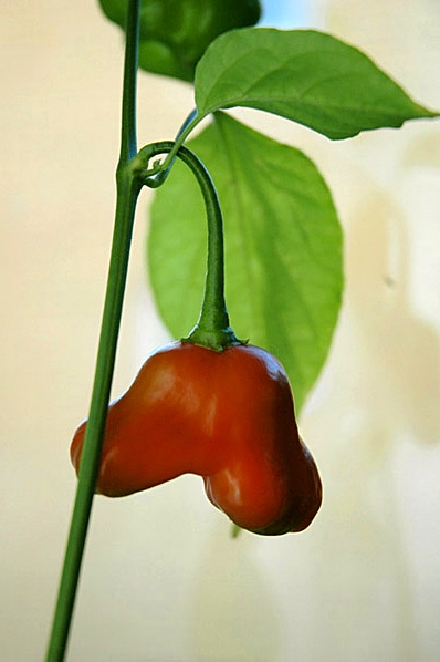 Chili, chilipeppar, chilepeppar, pepparfrukt
