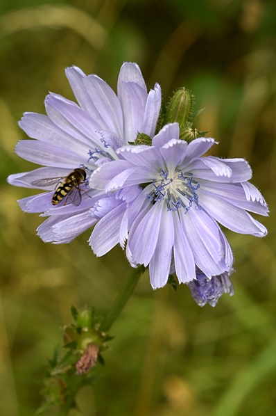 Cikoria, Cichorium intybus