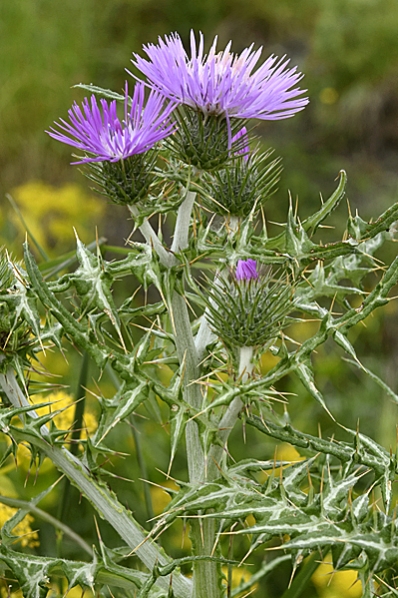 Vägtistel, Cirsium vulgare
