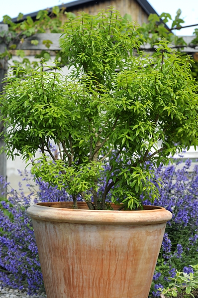 Citronverbena, Aloysia citrodora, Aloysia triphylla