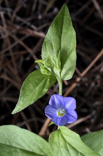 Stenvinda, Convolvulus siculus