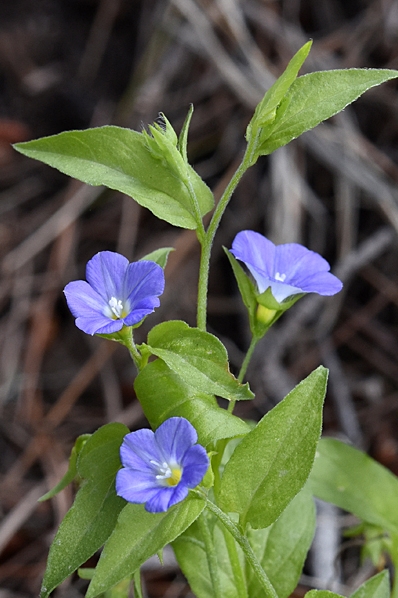 Stenvinda, Convolvulus siculus