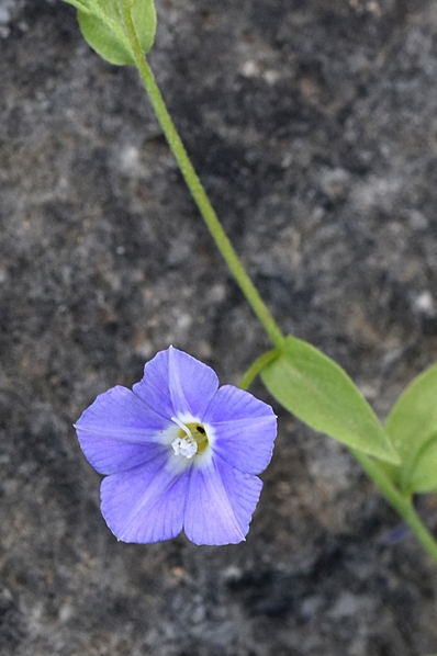 Stenvinda, Convolvulus siculus