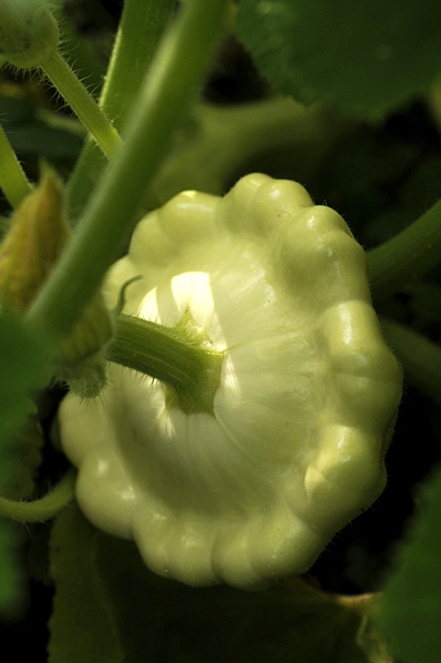 Sommarsquash 'Custard white', Cucurbita robur