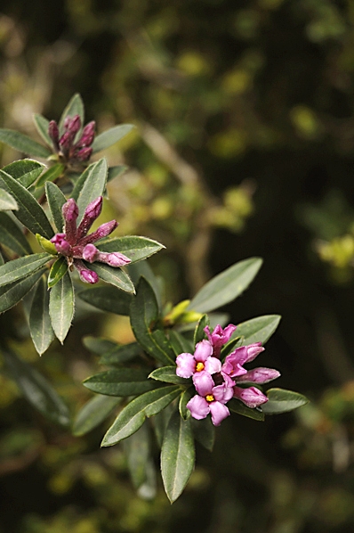 Daphne sericea, Sidentibast, Tibast